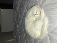 Dişi british shorthair