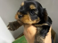 Irk Ve Sağlık Garantili Yorkshire Terrier