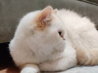 Exotic shorthair sahiplendirme