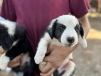 ANNE ALTINDAN BORDER COLLIE