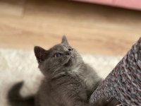 British Shorthair 3 Aylık Erkek