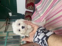 DÜNYA GÜZELİ MALTESE BEBEKLER