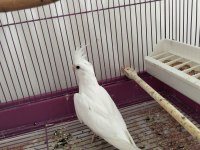 Albino Kırmızı Göz Yavru Sultan Uygundur