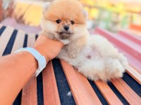 Ayı surat pomeranian