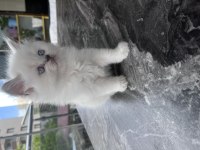 British Shorthair Kediler