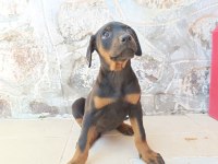 Doberman yavrularımız