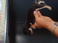 Şivava (chihuahua)