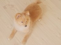 9-11 aylık tilki surat dişi pomeranian