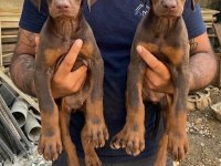 Dev Gibi DOBERMAN yavrular