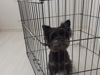 Samimi ve içten akıllı yorkshire terrier