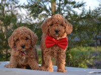 Toy Poodle Yavrular