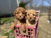 Toy poodle Yavrularımız
