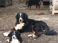 Bernese Dağ Köpeği
