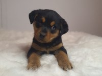 Rottweiler kızımız