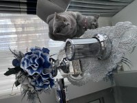British Shorthair 1 Yaşında