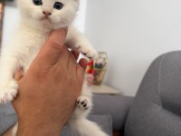 45 günlük british longhair yavrumuz