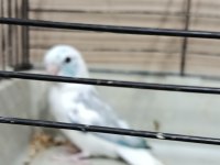 Pied erkek forpus cep papağanı