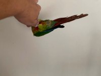 1 Yaşında Full Evcil Oyun Hamuru Green Cheek Konur