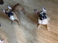 4 aylık kaliteli ve sağlıklı French Bulldog
