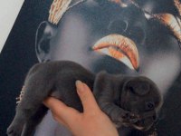 Rezerve yavru french bulldog