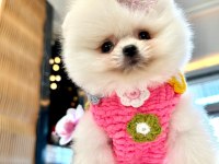 Pomeranian boo