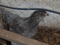 BLUE AMERİCUANA KULUÇKALIK YUMURTA & CİVCİV