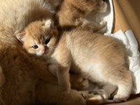 Golden ny12 erkek british shorthair