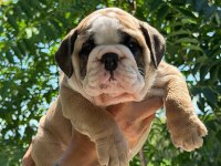 ÜST DÜZEY İNGİLİZ BULLDOG YAVRULAR