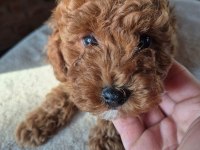 2 aylık safkan toy poodle bebeğimiz