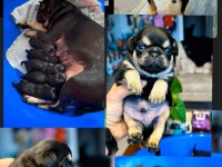 Egzotic Pug