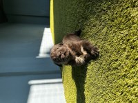 Dünyanın en zeki köpek ırkı