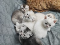 50 günlük scottish fold yavrular