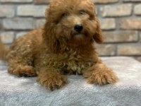 Toy Poodle Yavrumuz 5 Aylık Dişi