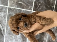 Orjinal kore toy poodle bebekler