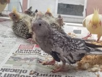 Ele Alışık Pied Grey Lutino Sultanlar El Besleme