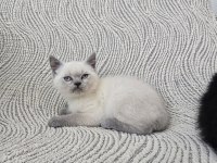 Blue point british shorthair erkek yavru