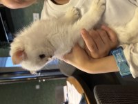 Safkan british shorthair bebişler