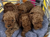 Toy Poodle Kore