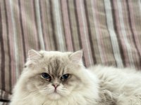 KEDİMİZ BİHTER VE BEHLÜL YENİ YUVALARINI ARIYOR
