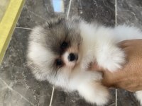 Orjinal ayı surat pomeranian boo yavrular