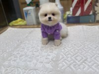 Tedy Face Pomeranian Boo Yavrularımız