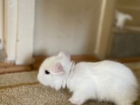 6 Adet Hollanda Lop Tavşan