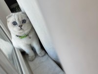 Eşsiz Güzellikteki Safkan Scottish fold