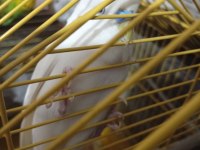 Dişi Erkek Muhabbet Kuşu Dişi olan albino