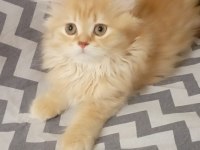 Longhair yavru kedimiz