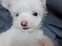 2 Aylık Erkek Yavru Maltese