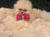 Sağlık ve ırk garantili pomeranian çocuklar