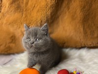 British Shorthair yavru kediler
