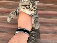 BRİTİSH SCOTTİSH KEDİSİ YAVRULAR