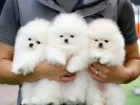 Luvpaw dan Karbeyaz Pomeranian Boo Yavrumuz Prada